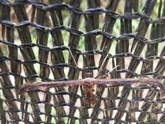 Anstenoptilia