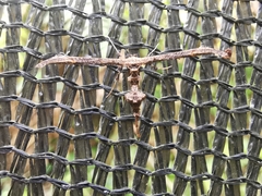 Anstenoptilia