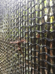 Anstenoptilia