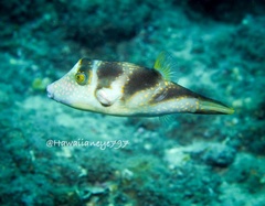 Canthigaster coronata