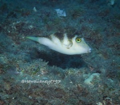 Canthigaster coronata