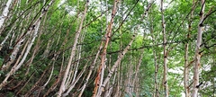 Betula utilis jacquemontii