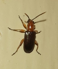 Hapsidolemoides