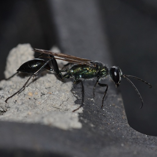 Oriental Mud-dauber Wasp photo 5