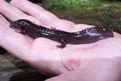 Dicamptodon tenebrosus