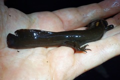 Dicamptodon tenebrosus