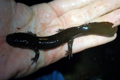 Dicamptodon tenebrosus