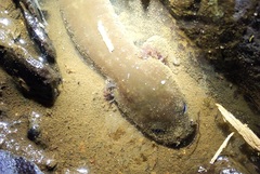 Dicamptodon tenebrosus