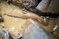 Dicamptodon tenebrosus