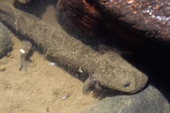 Dicamptodon tenebrosus