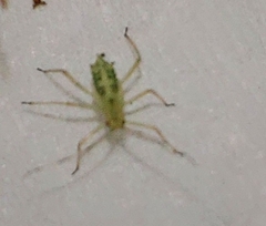 Calaphidina