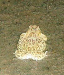 Sclerophrys poweri
