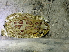 Sclerophrys poweri
