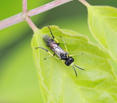 Tenthredo zonula