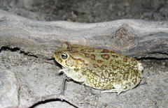 Sclerophrys poweri