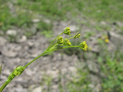 Bupleurum exaltatum