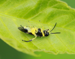 Tenthredo zonula