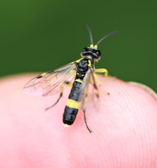Tenthredo zonula