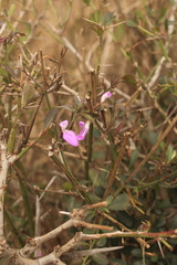 Dicliptera cernua