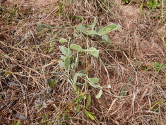 Acacia humifusa