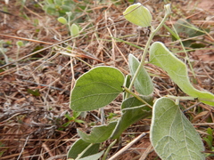 Acacia humifusa