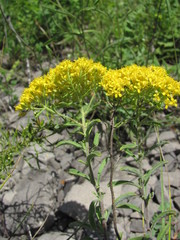 Odontarrhena muralis