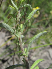 Odontarrhena muralis