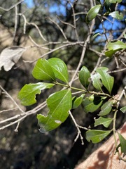 Psydrax odorata odorata