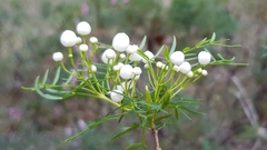 Boronia thujona