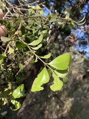 Psydrax odorata odorata