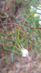 Boronia thujona