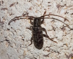 Eupogonius pauper