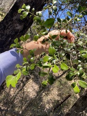 Psydrax odorata odorata