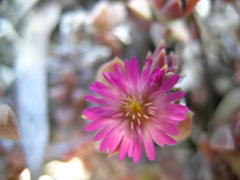 Delosperma mariae