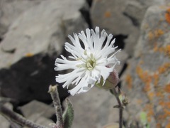 Silene lacera