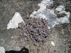 Delosperma mariae