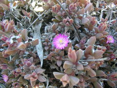 Delosperma mariae