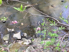 Rhododendron periclymenoides