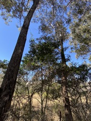 Psydrax odorata odorata