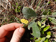 Acacia humifusa