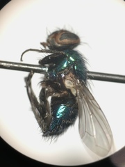 Lucilia bufonivora