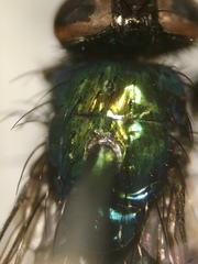 Lucilia bufonivora