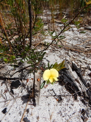 Gompholobium nitidum
