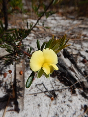 Gompholobium nitidum