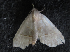 Gonepatica opalina