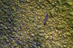 Batrachedra praeangusta