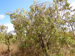 Asteromyrtus symphyocarpa