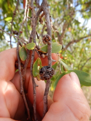 Asteromyrtus symphyocarpa