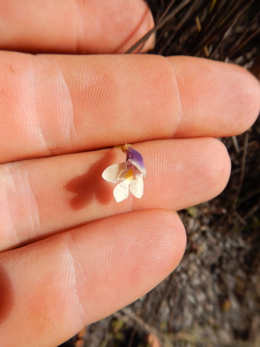 Lindernia beasleyi