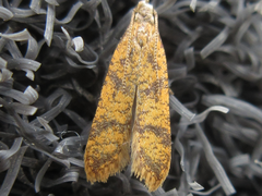 Dichomeris harmonias